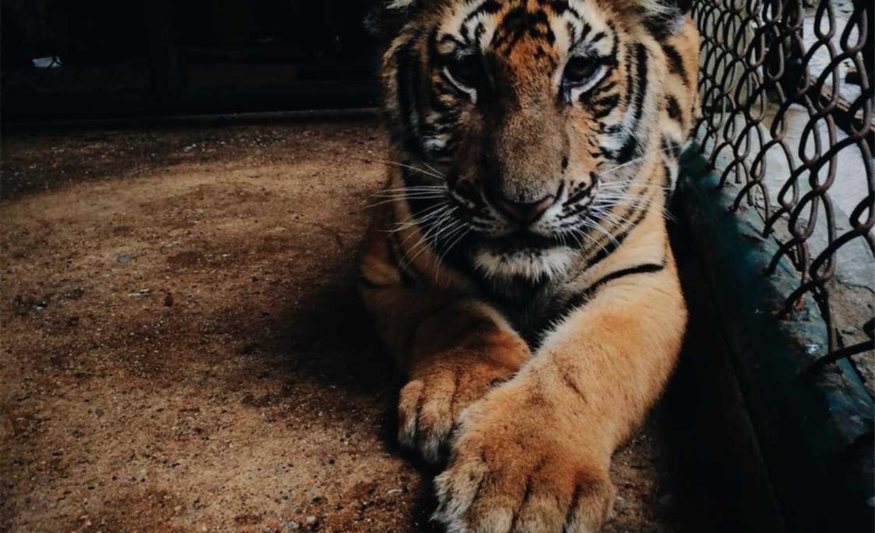 梦幻逍遥：转发图片代理平台