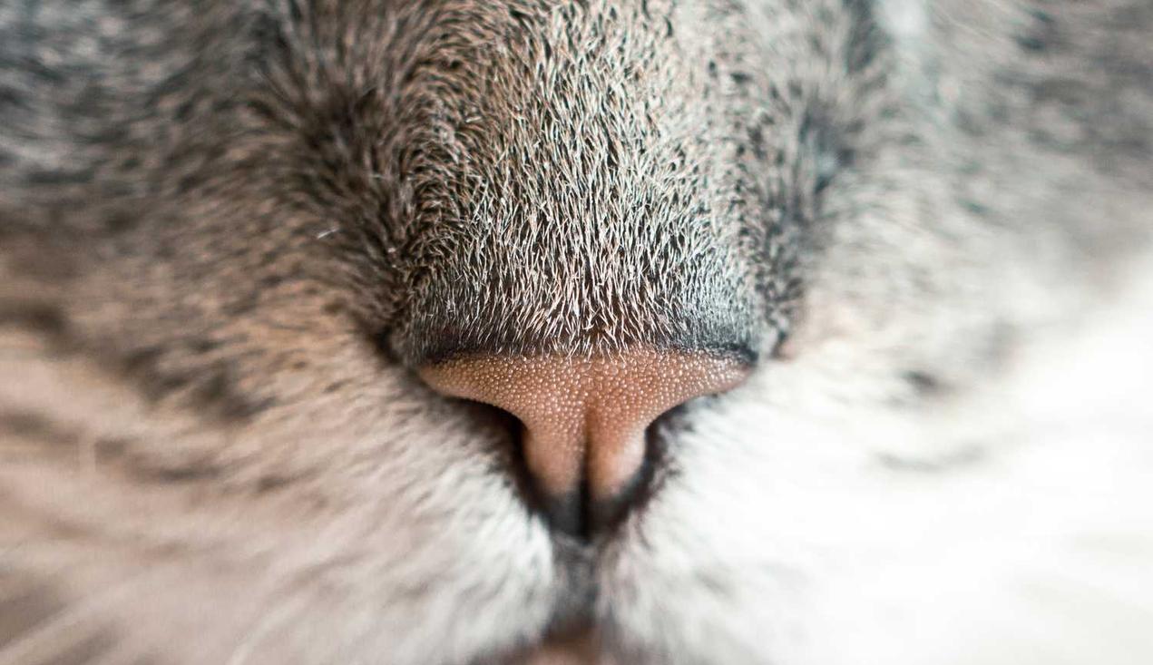 快手实名账号：本色app正版详情下载教程