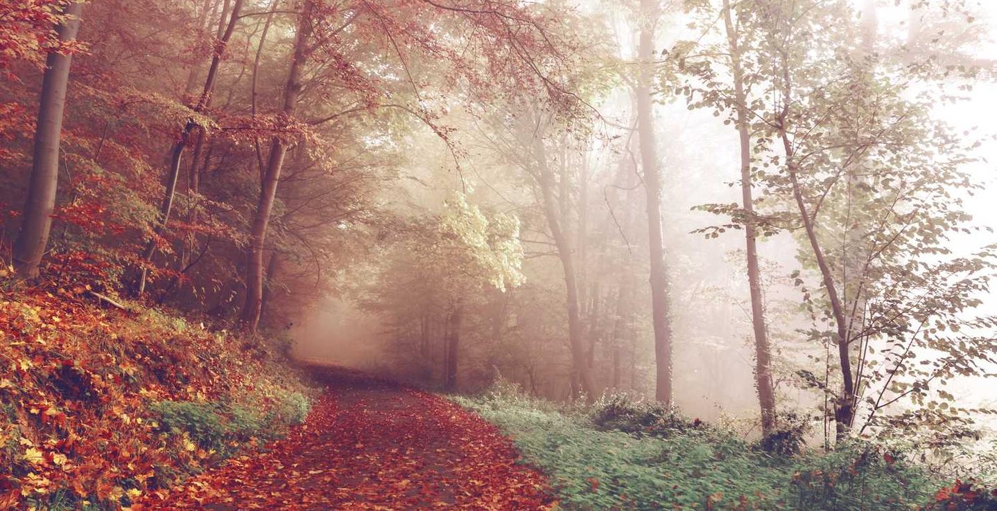 香烟中的烟草与健康的危险程度是什么？