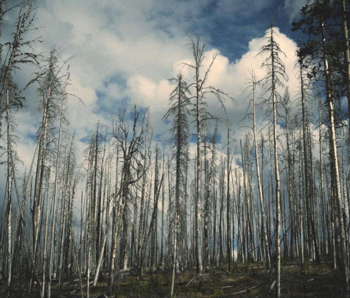 蓝梅花王:桃源美食购买平台