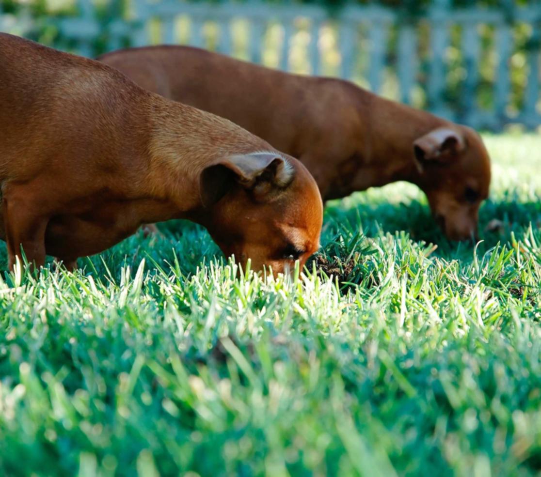 里拉橙子爆珠(细):最新飞艇代理平台