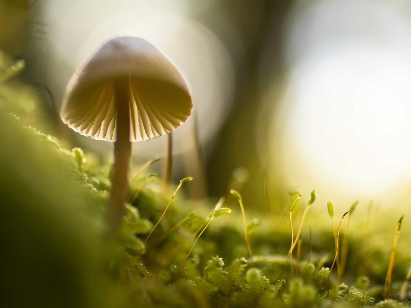 花生ip实名账号：圆通购买平台