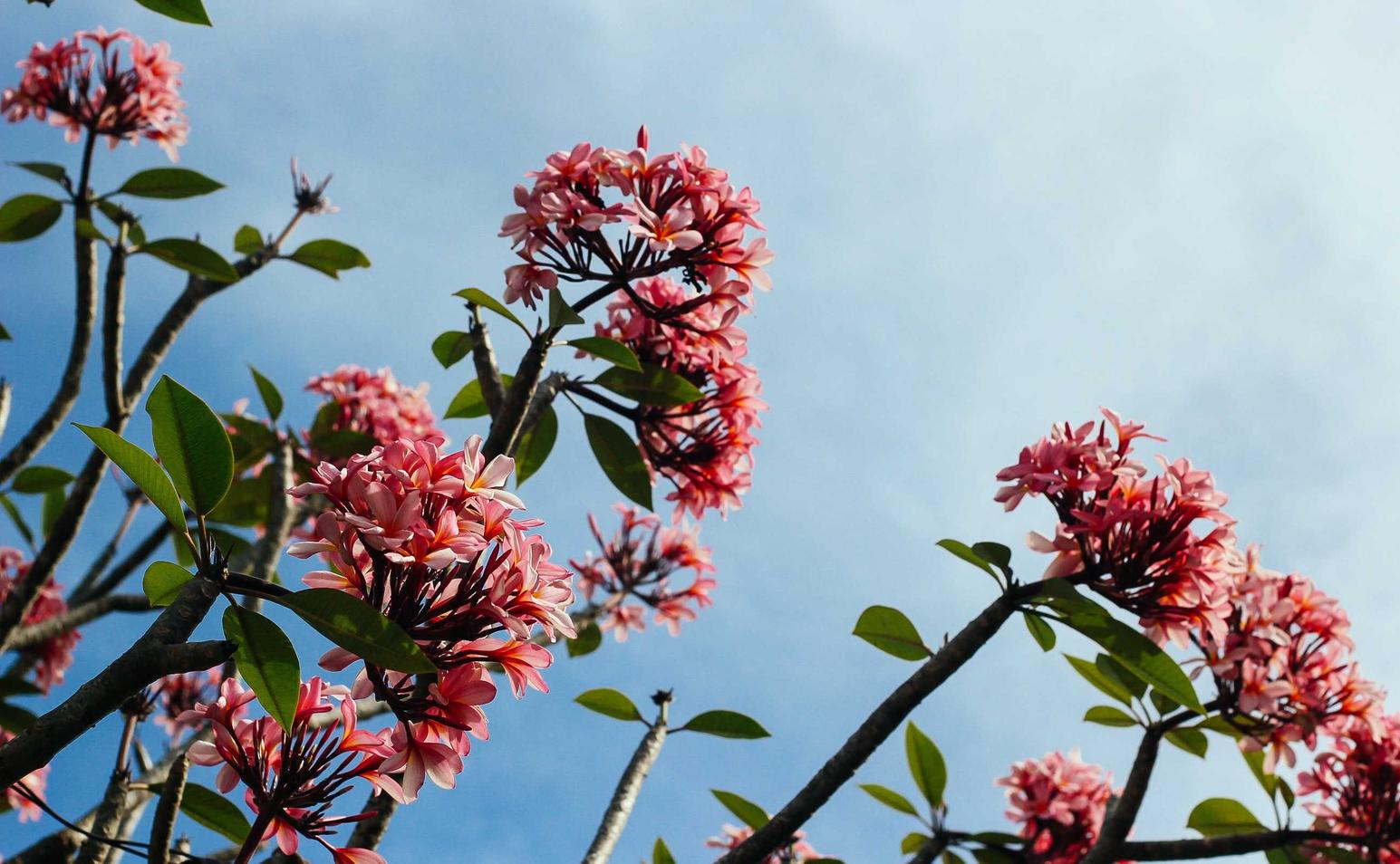 如何利用视频来提高您的搜索排名？