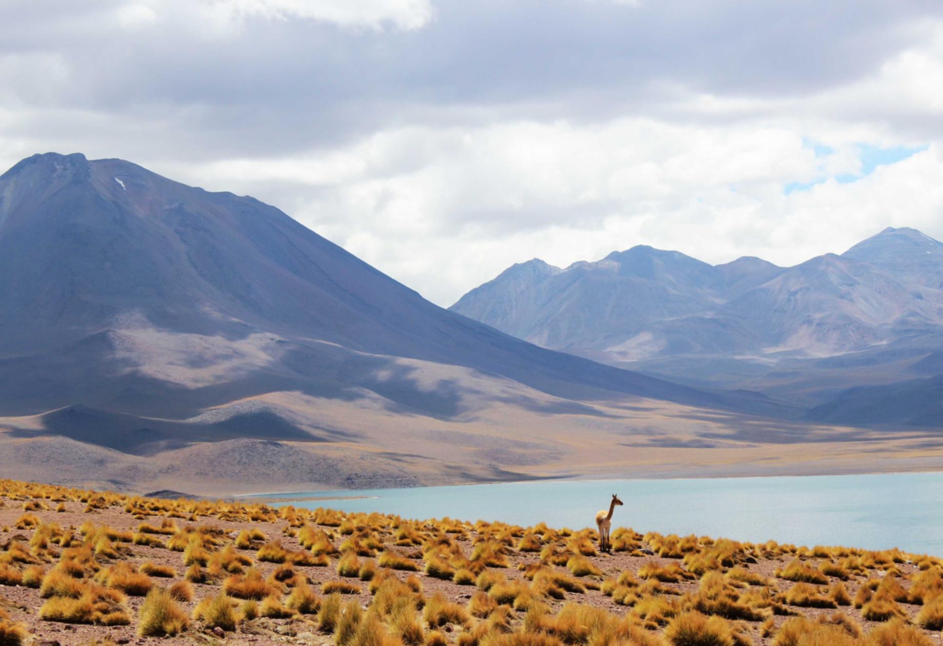 银川书画平台代理商